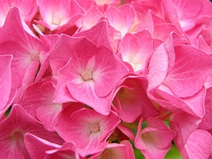 trollbead hydrangea